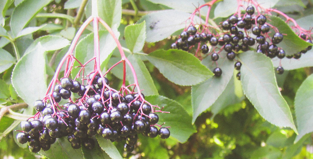 Elderberry Dreams (Sambucus nigra)